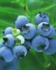  Blueberry Anthocyanin